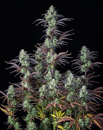 FastBuds - Mimosa Cake Auto