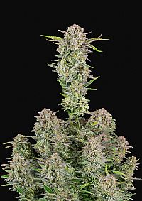 FastBuds - Bruce Banner Auto