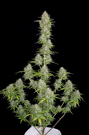 FastBuds - Orange Sherbet Auto