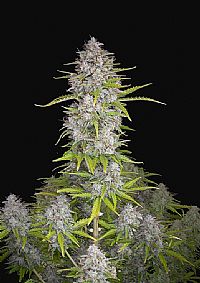 FastBuds - Orange Sherbet Auto