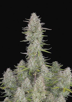 FastBuds - Wedding Cheesecake Auto