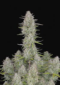 FastBuds - Wedding Cheesecake Auto