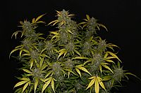 FastBuds - Gelato Auto