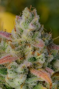 FastBuds - Gelato Auto