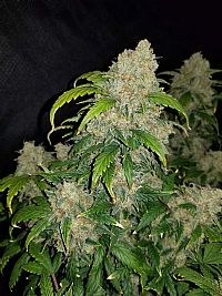 FastBuds - Zkittlez Auto