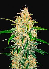 FastBuds - Zkittlez Auto