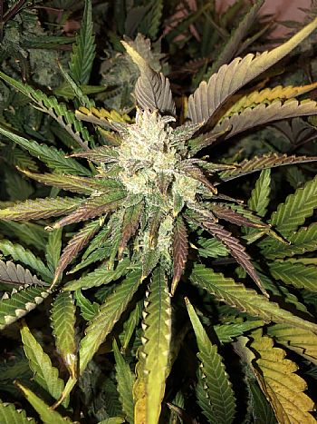 FastBuds - Gorilla Auto