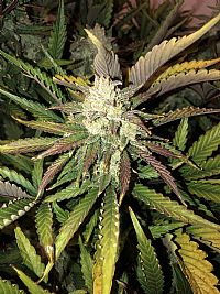 FastBuds - Gorilla Auto