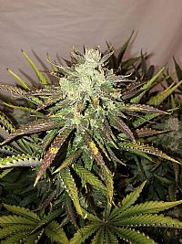 FastBuds - Gorilla Auto