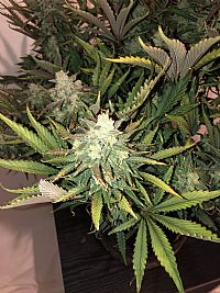 FastBuds - Gorilla Auto