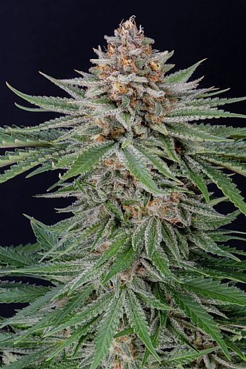 FastBuds - Strawberry Pie Auto