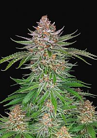 FastBuds - Strawberry Pie Auto