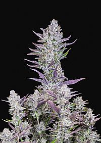 FastBuds - Wedding Glue Auto