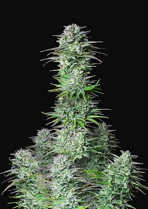 FastBuds - Kosher Cake Auto