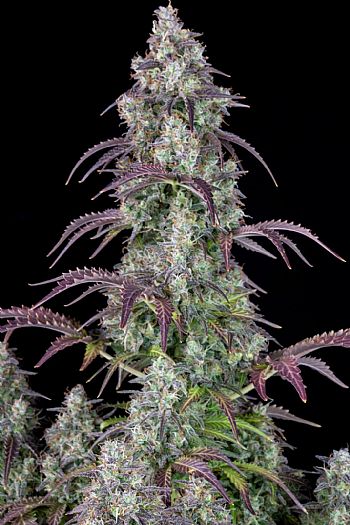 FastBuds - Lemon Pie Auto