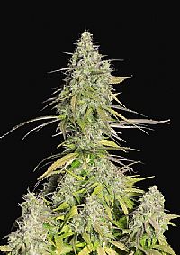 FastBuds - Girl Scout Cookies Auto