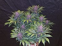 FastBuds - Blackberry Auto