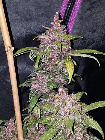 FastBuds - LSD-25 Auto