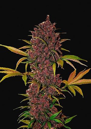 FastBuds - LSD-25 Auto