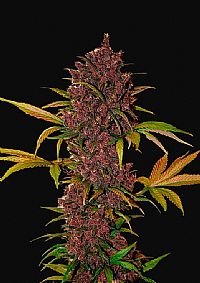 FastBuds - LSD-25 Auto