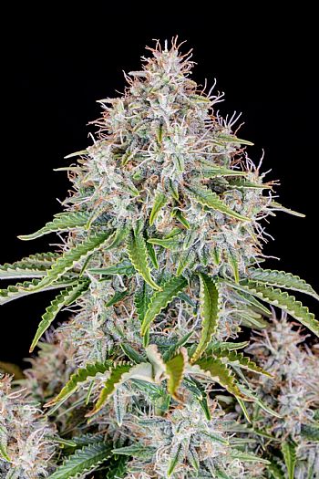 FastBuds - Cinderella Auto