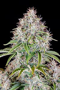 FastBuds - Cinderella Auto