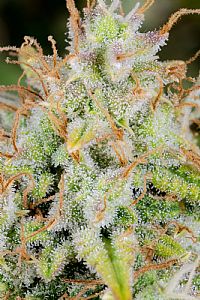 FastBuds - Cinderella Auto