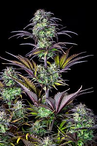 FastBuds - Blueberry Auto