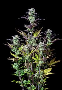 FastBuds - Blueberry Auto