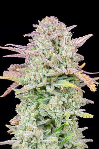 FastBuds - Trainwreck Auto