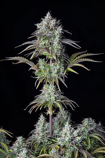 FastBuds - Big Bud Auto