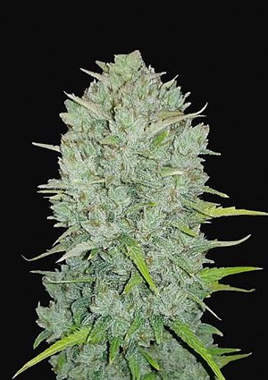 FastBuds - Northern Lights Auto