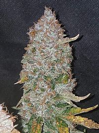 FastBuds - Stardawg Auto