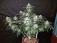 FastBuds - Stardawg Auto