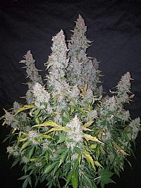 FastBuds - Stardawg Auto