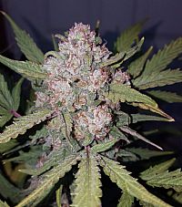 FastBuds - Stardawg Auto