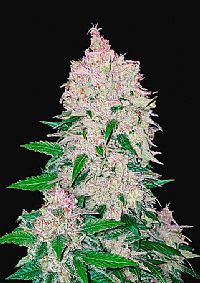 FastBuds - Stardawg Auto