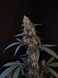 FastBuds - BubbleGum Auto
