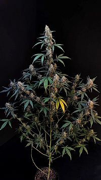 FastBuds - BubbleGum Auto