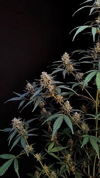 FastBuds - BubbleGum Auto