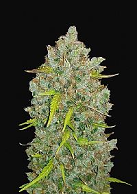 FastBuds - BubbleGum Auto