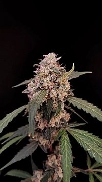 FastBuds - AK Auto