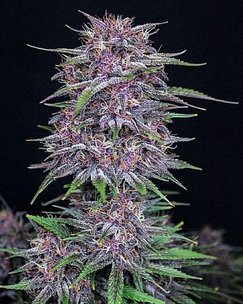 FastBuds - Banana Purple Punch Auto