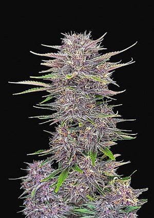 FastBuds - Banana Purple Punch Auto