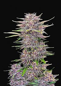 FastBuds - Banana Purple Punch Auto