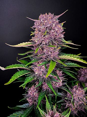 FastBuds - Purple Lemonade Auto