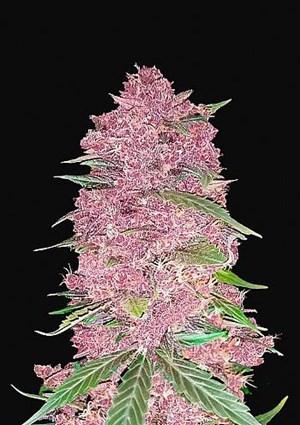 FastBuds - Purple Lemonade Auto