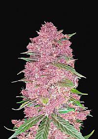 FastBuds - Purple Lemonade Auto