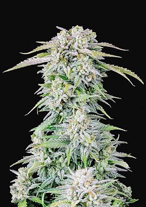 FastBuds - Afghan Kush Auto