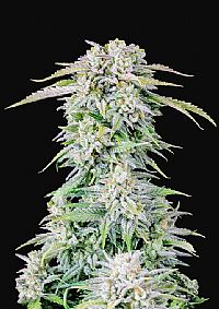 FastBuds - Afghan Kush Auto